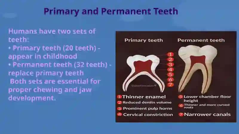 Types of Teeth 4