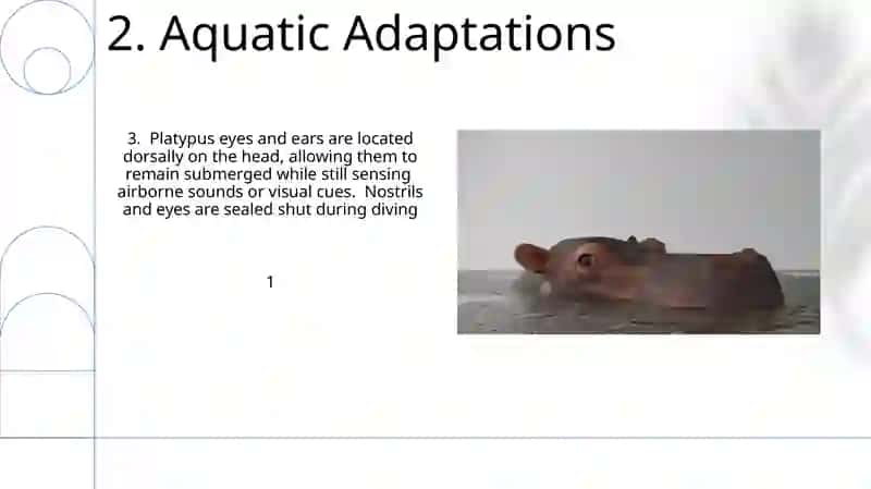 platypus 4