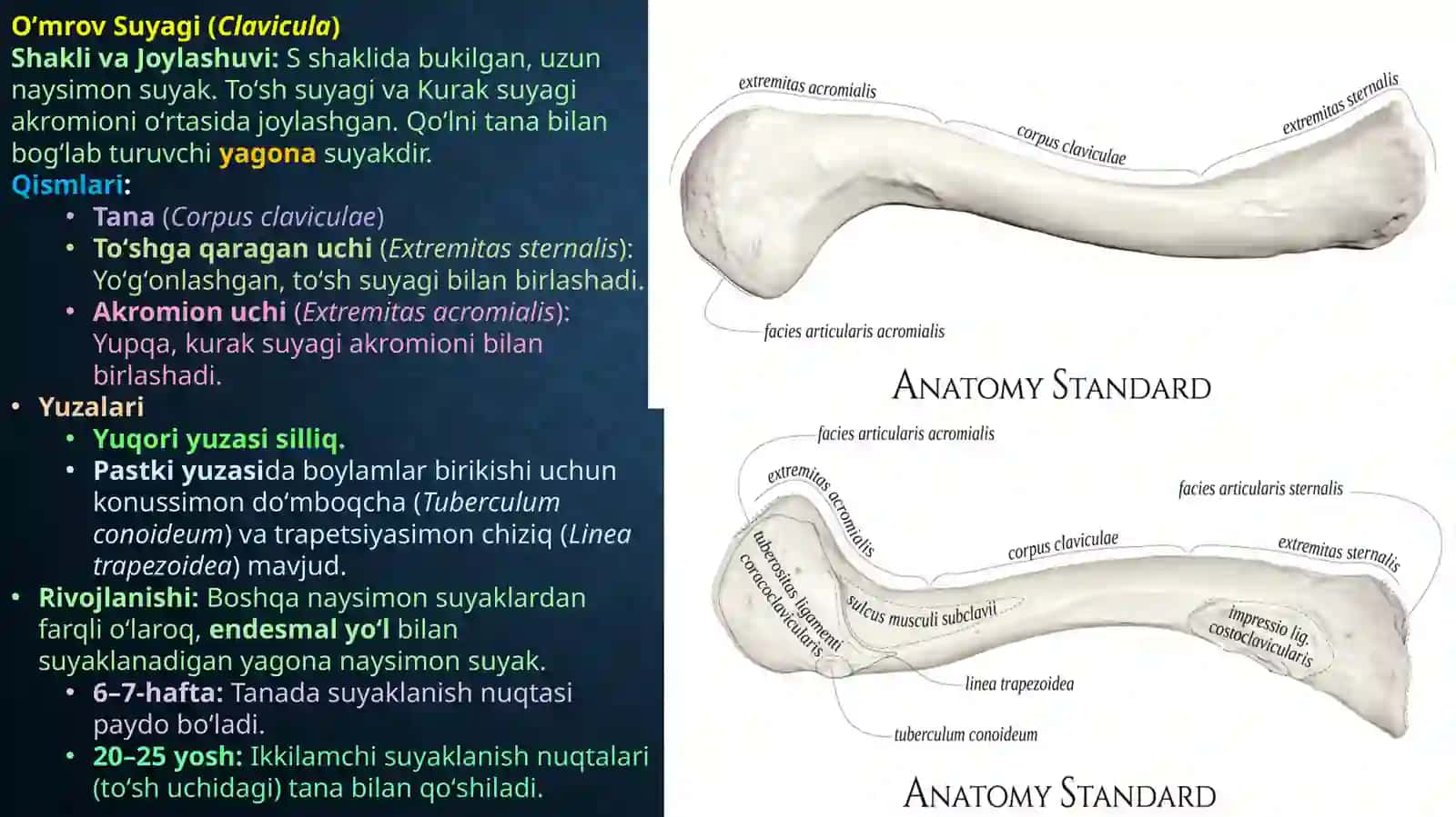 Qo’lsuyaklari 4
