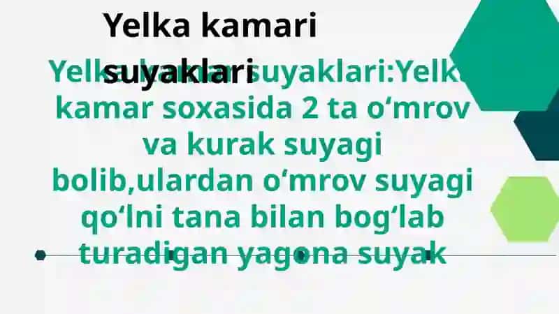 Qoʻl suyaklari 4