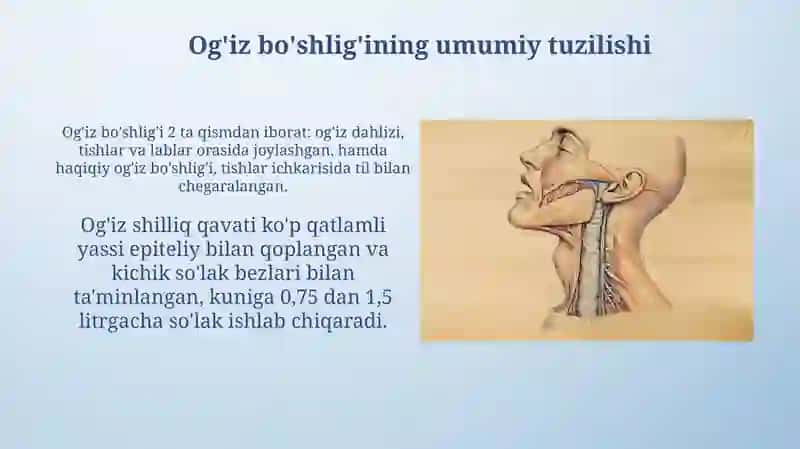 Og'iz bo‘shlig‘i anatomiyasi 4