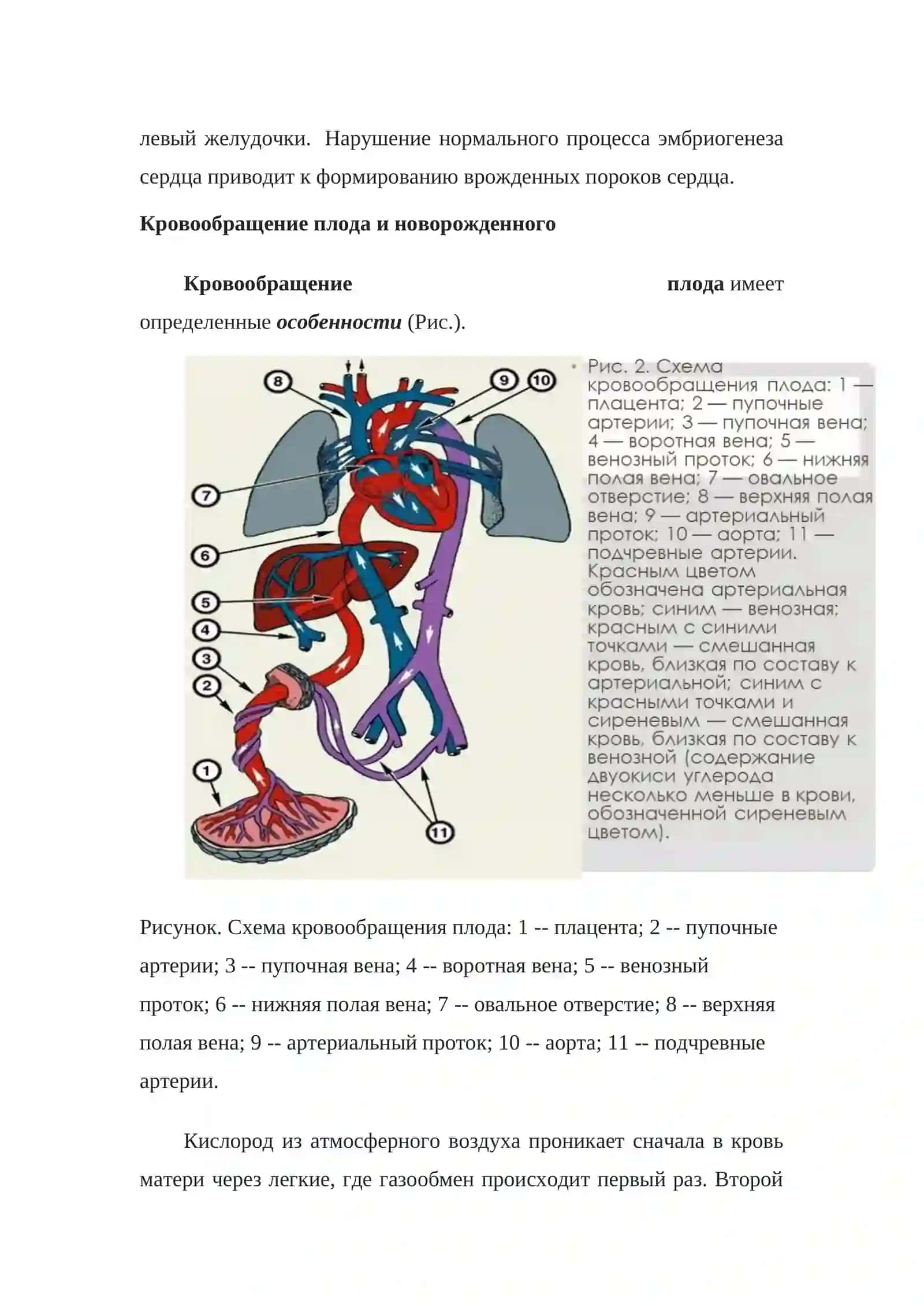 Строение сердечно-сосудистой системы 4