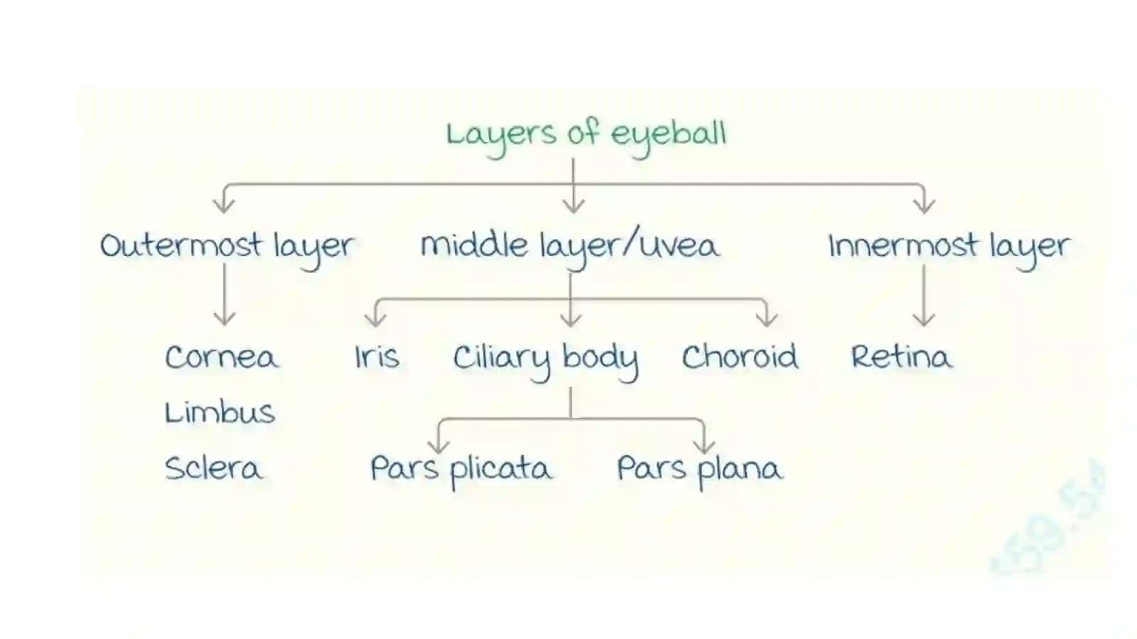 Maxsus Duyular 4