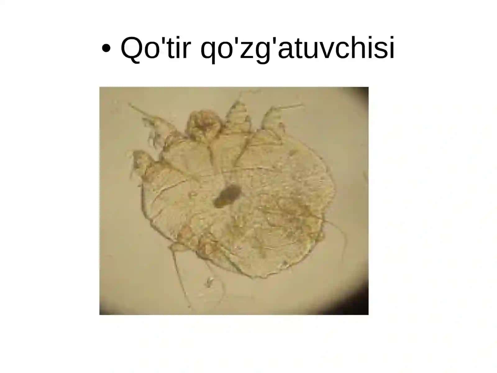 Qo'tir 4
