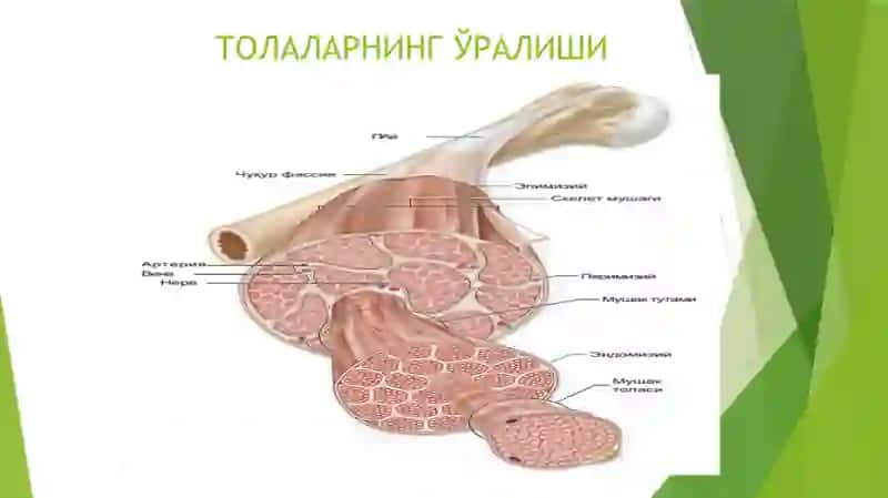 СКЕЛЕТ МУШАК ТЎҚИМАСИНИНГ ТУЗИЛИШИ 4