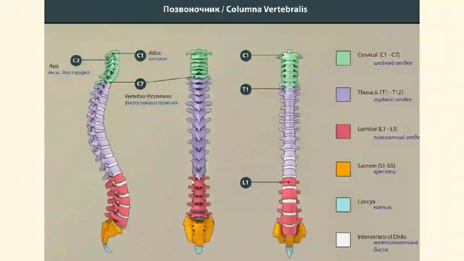 Умуртка погонасининг шикастланишлари 4