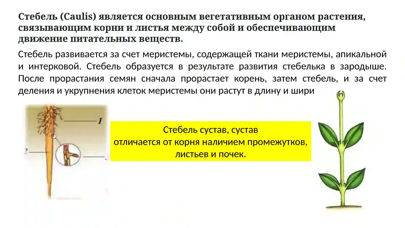 Морфология стебля 4
