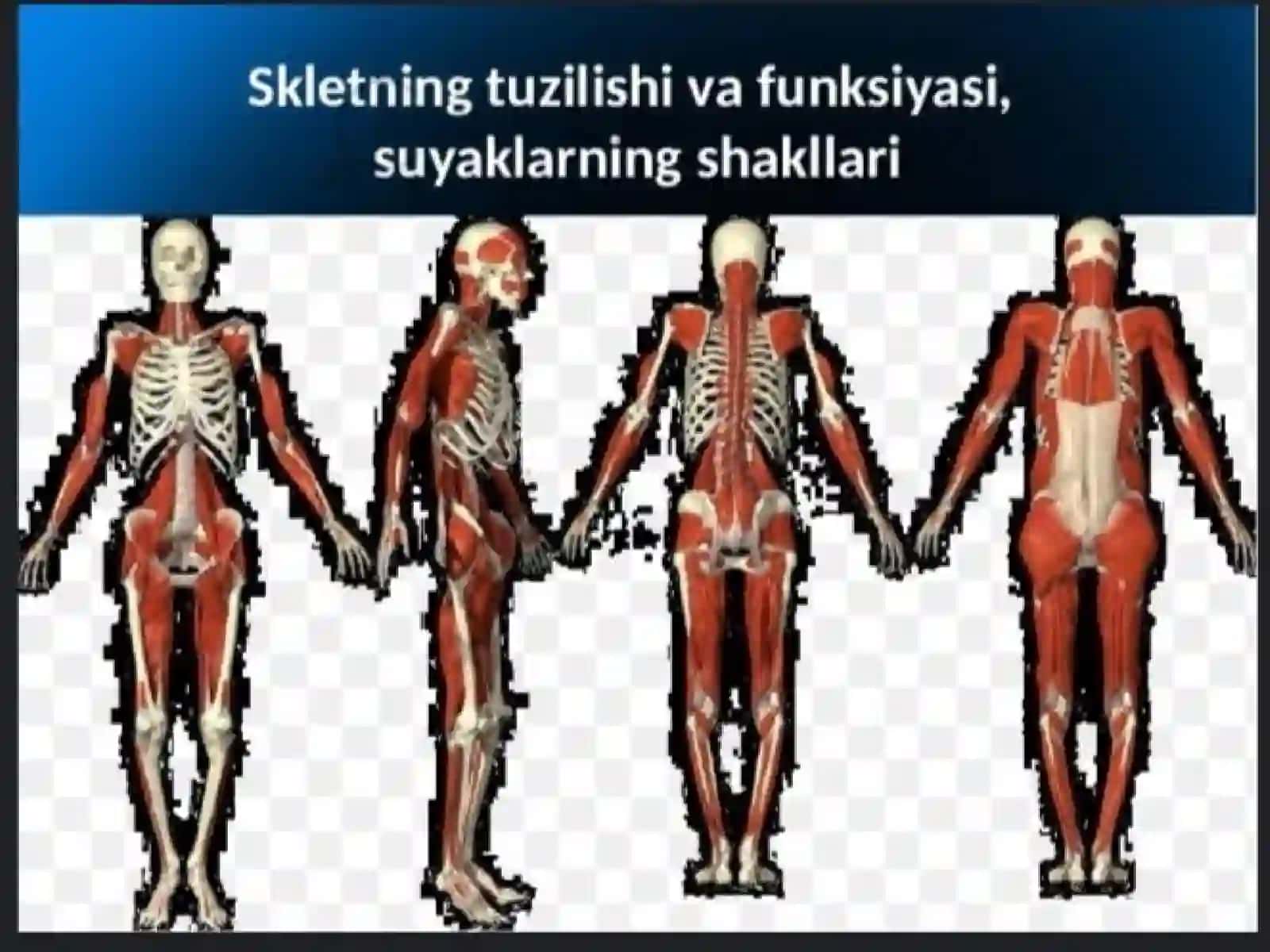 Skeletsistemasining filogenezi 4