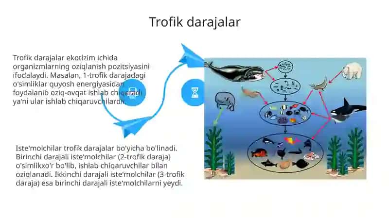 Oziq-ovqat zanjirlari va oziq to‘ri 4