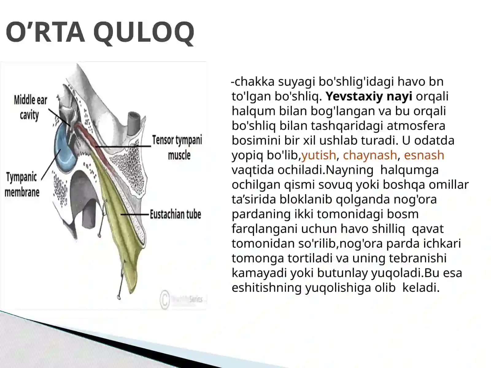 Quloqning tashqari eshituv organi 4