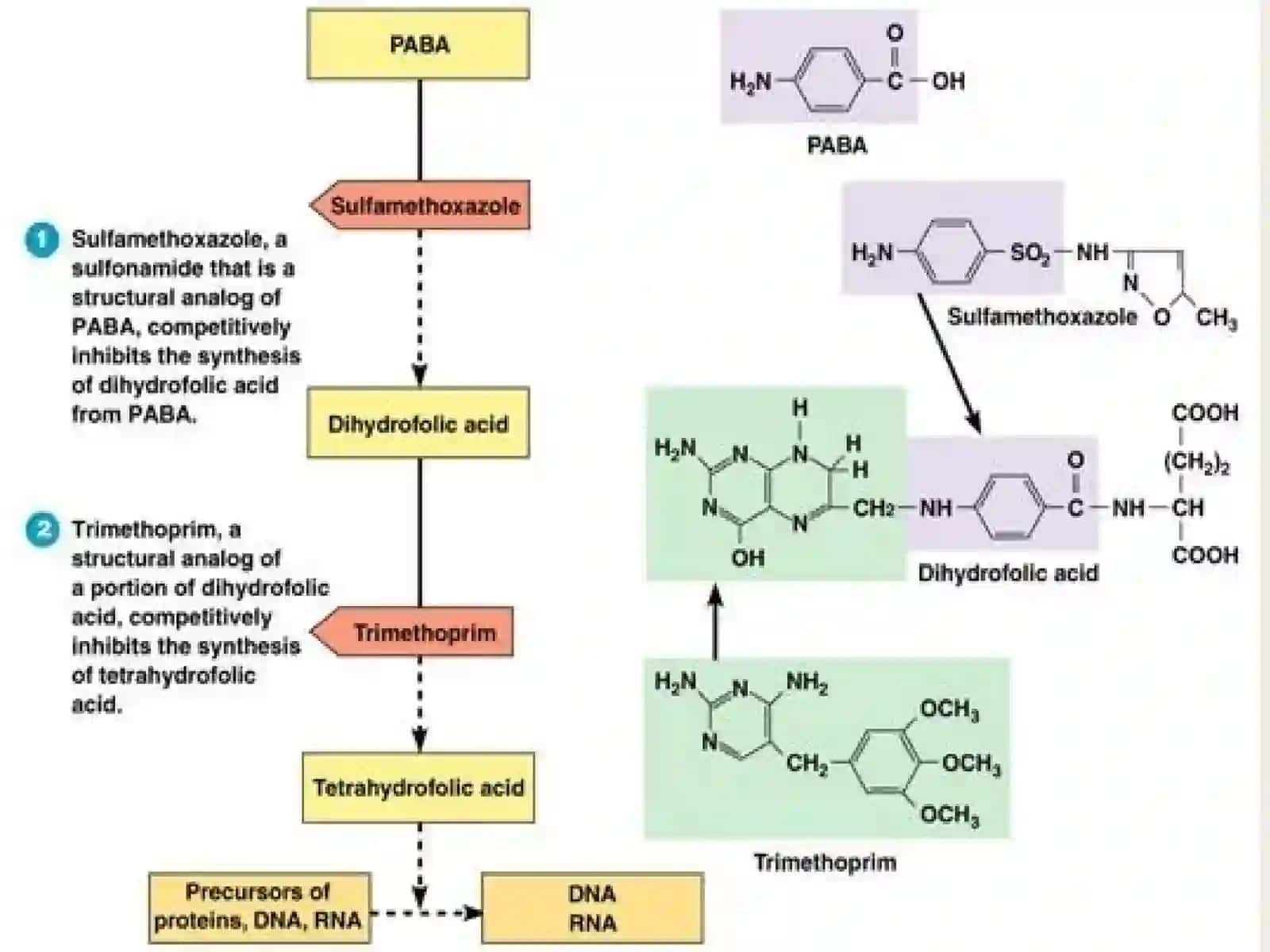 4th lecture in Antibiotics 4