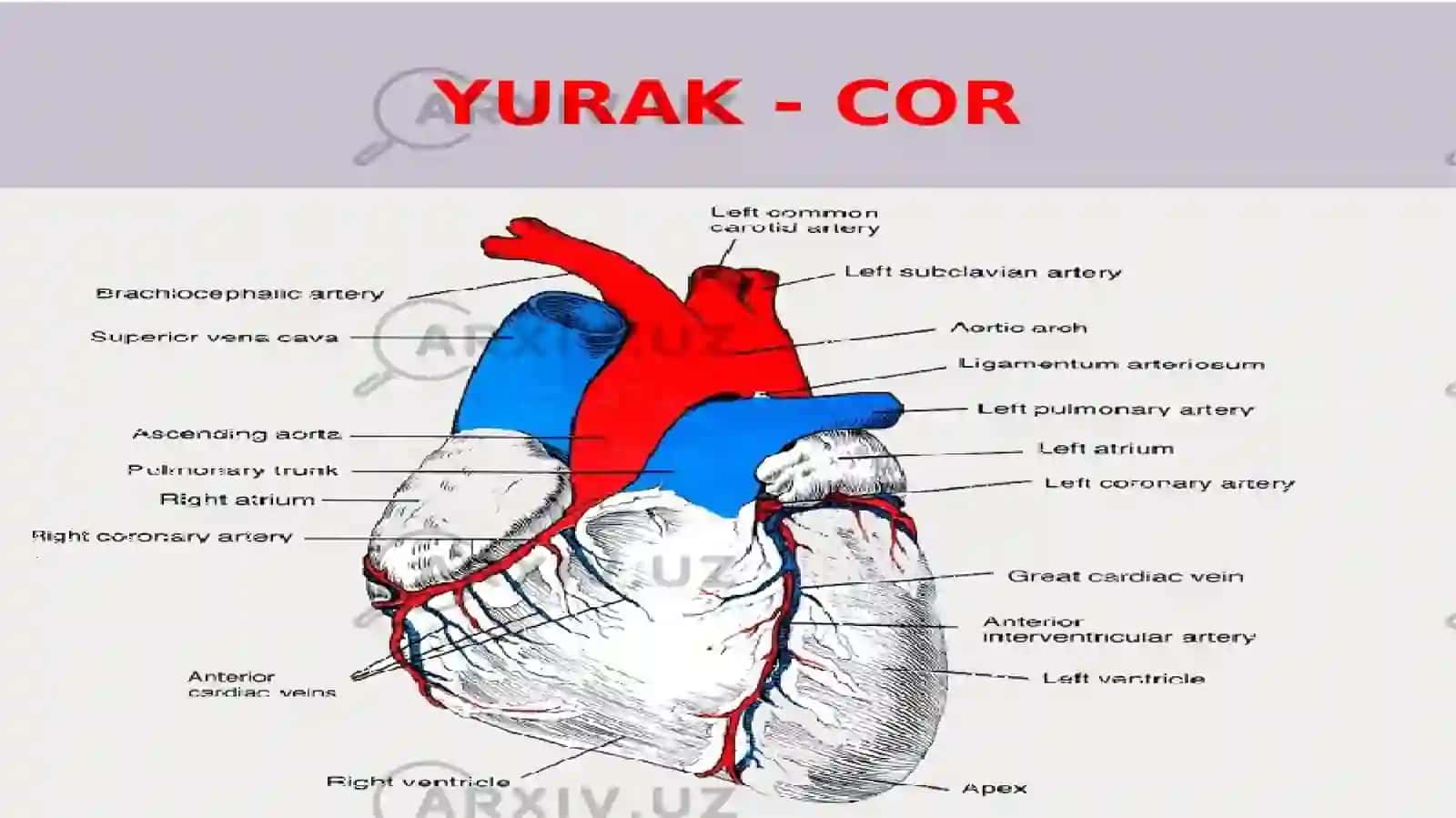 Yurak, Qon aylanish doirasi, Aorta 4