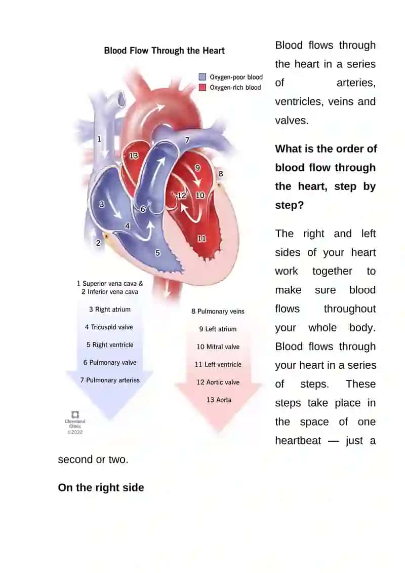 Heart and blood 4