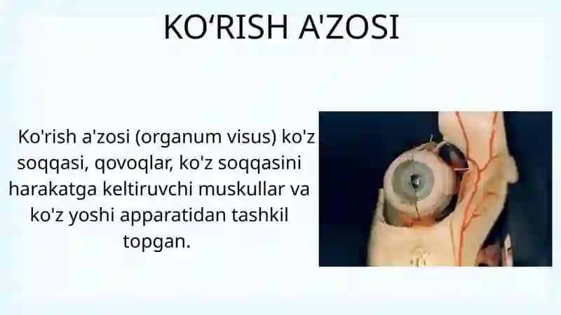 Sensor tizimi. Ko‘ruv analizatori 4