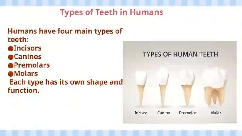 Types of Teeth 4