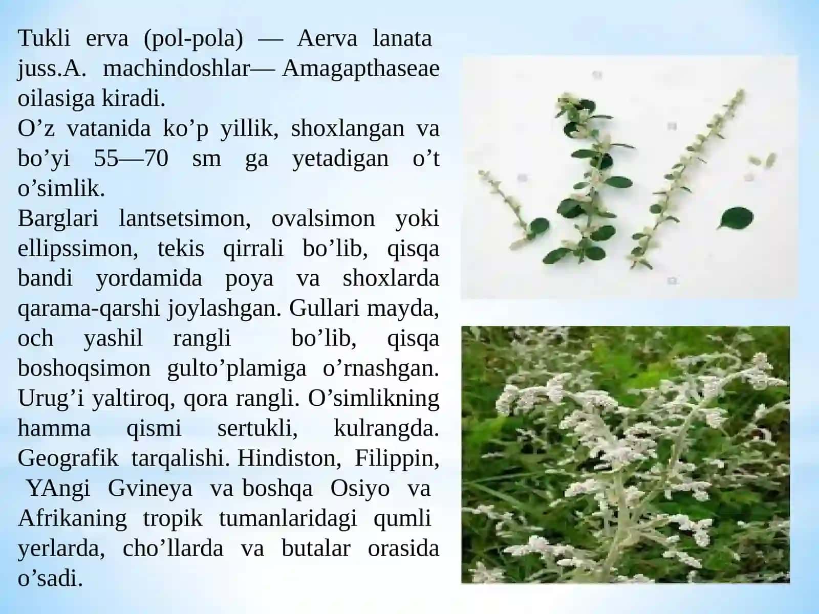 DORIVOR O‘SIMLIKLARNI YETISHTIRISH VA PARVARISHLASH AGROTEXNIKASI 4