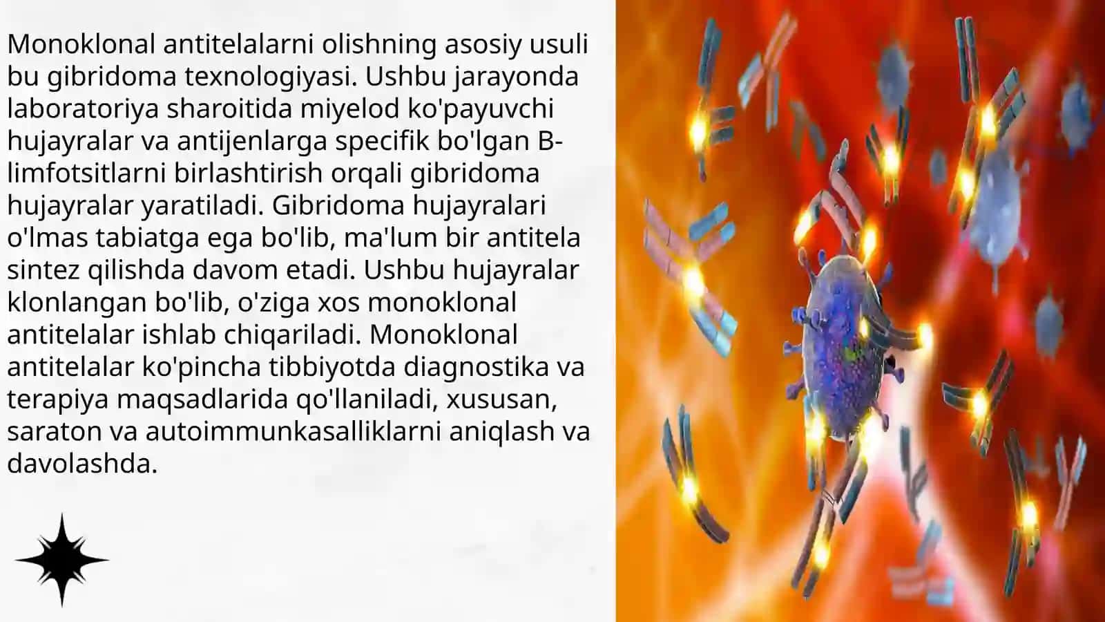 Monoklonal antitelalar 4