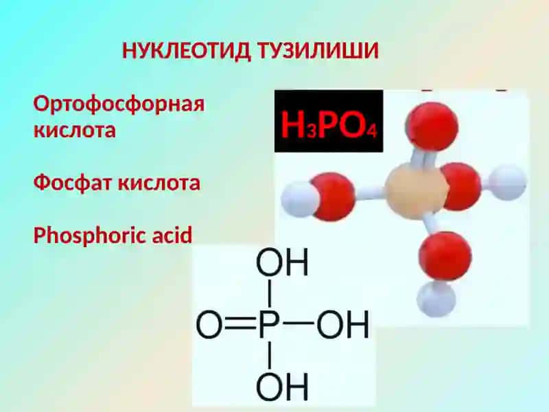 Нуклеин кислоталар 4