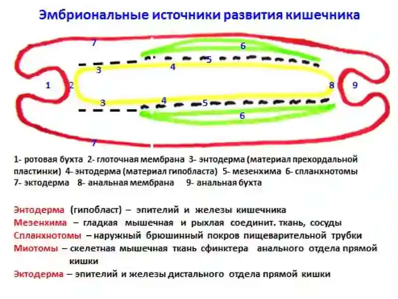 Agarda bolada ichak tutilishlarining sababi embrional rivojlanish davrida paydo bo`lgan nuqson 4