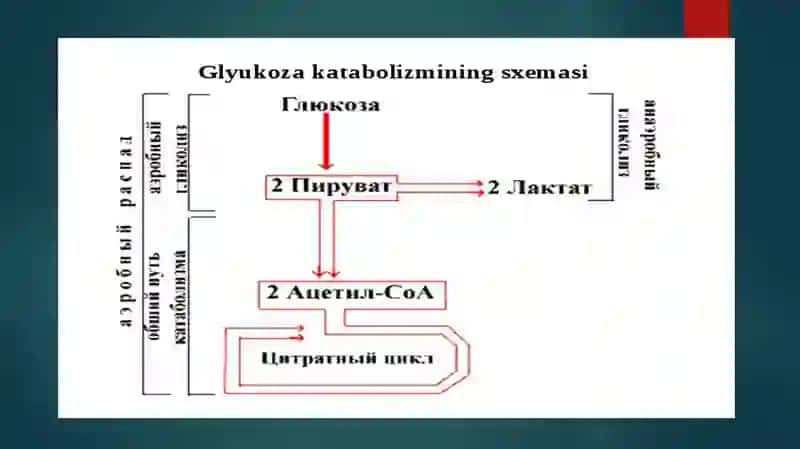 glukoza katabolizmi 4