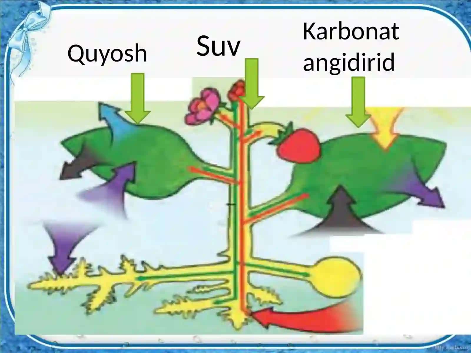 Barglarning suvbug’latishi 4