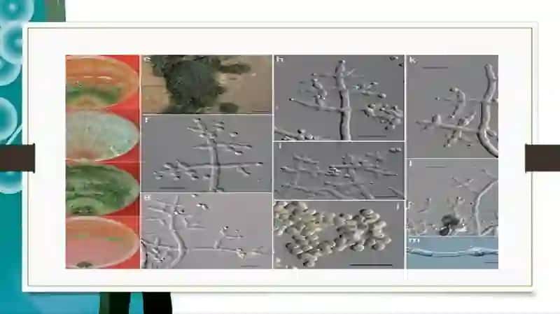 Trixoderma zambrug’i biologiyasi 4
