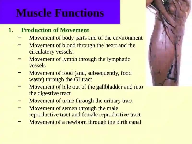 Muscular Tissue 4