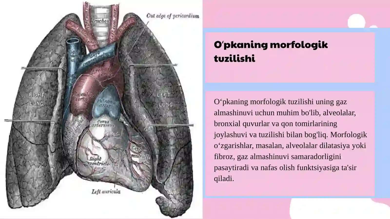 Tuberkuloz 4