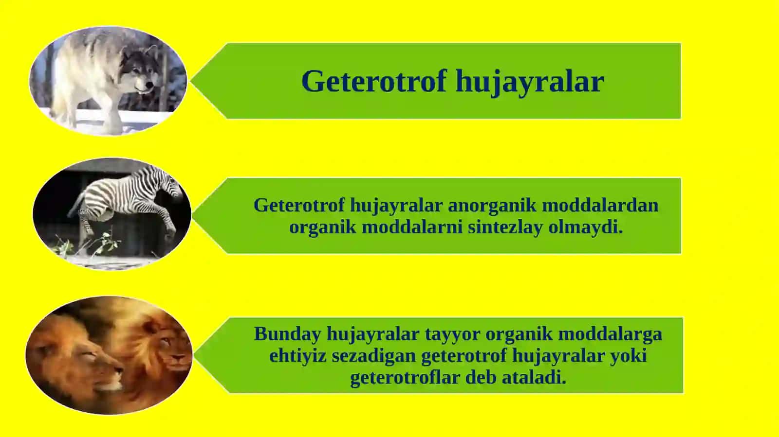 Hujayraning oziqlanishi 4