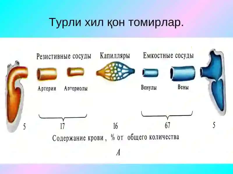 Гемодинамика асослари 4