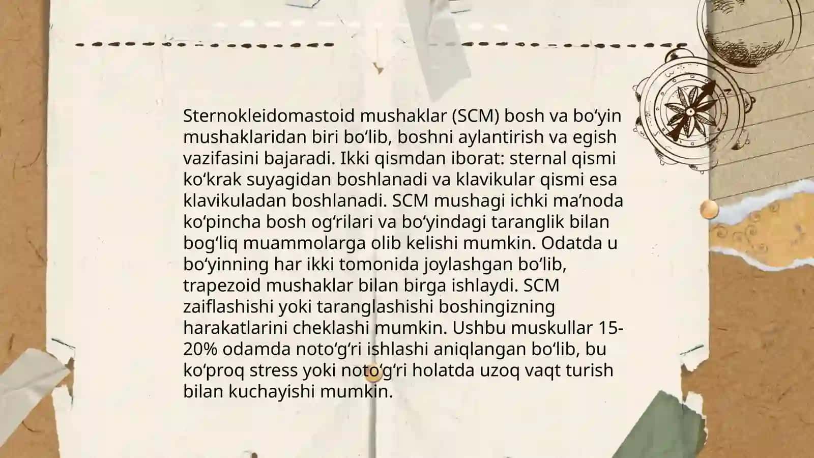 Boʻyin sohasidagi muskullar 4