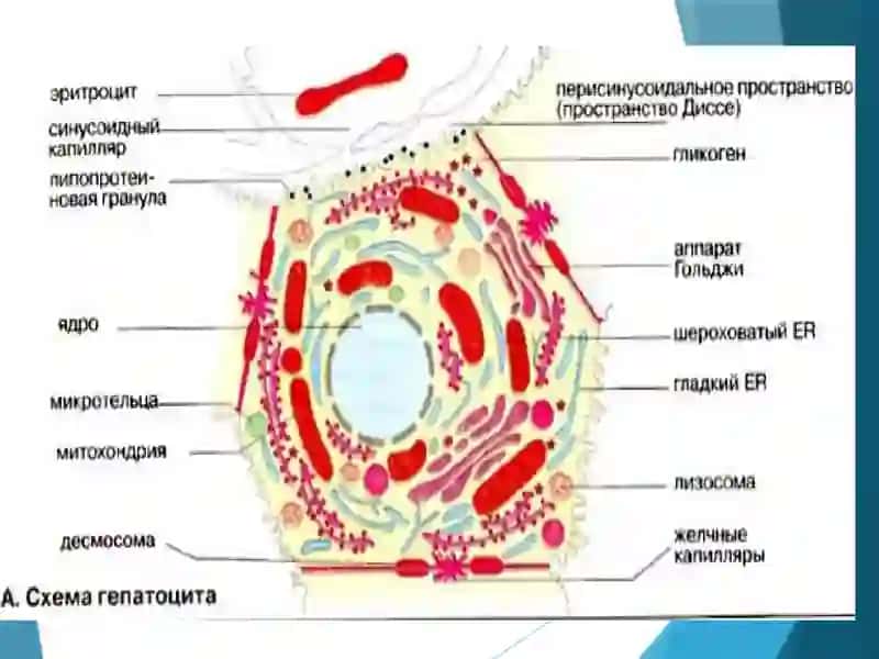 Жигар биохимёси 4