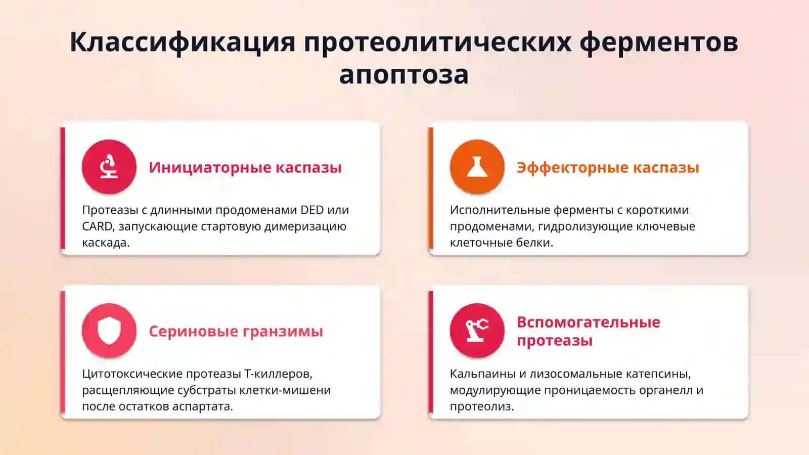 ферменты апоптоза 4