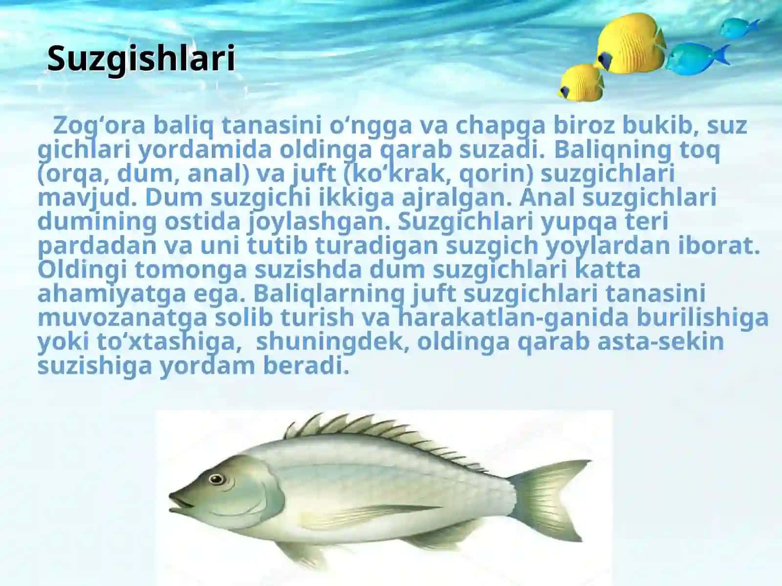 BALIQLAR 4