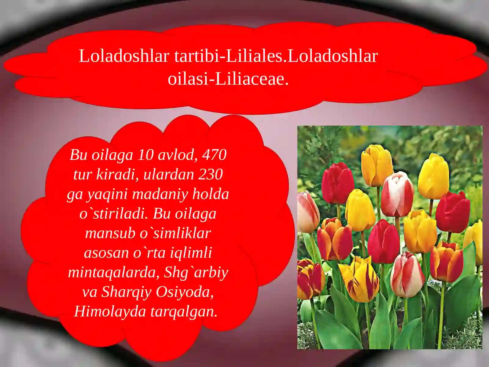Bir pallalilar sinfi 4