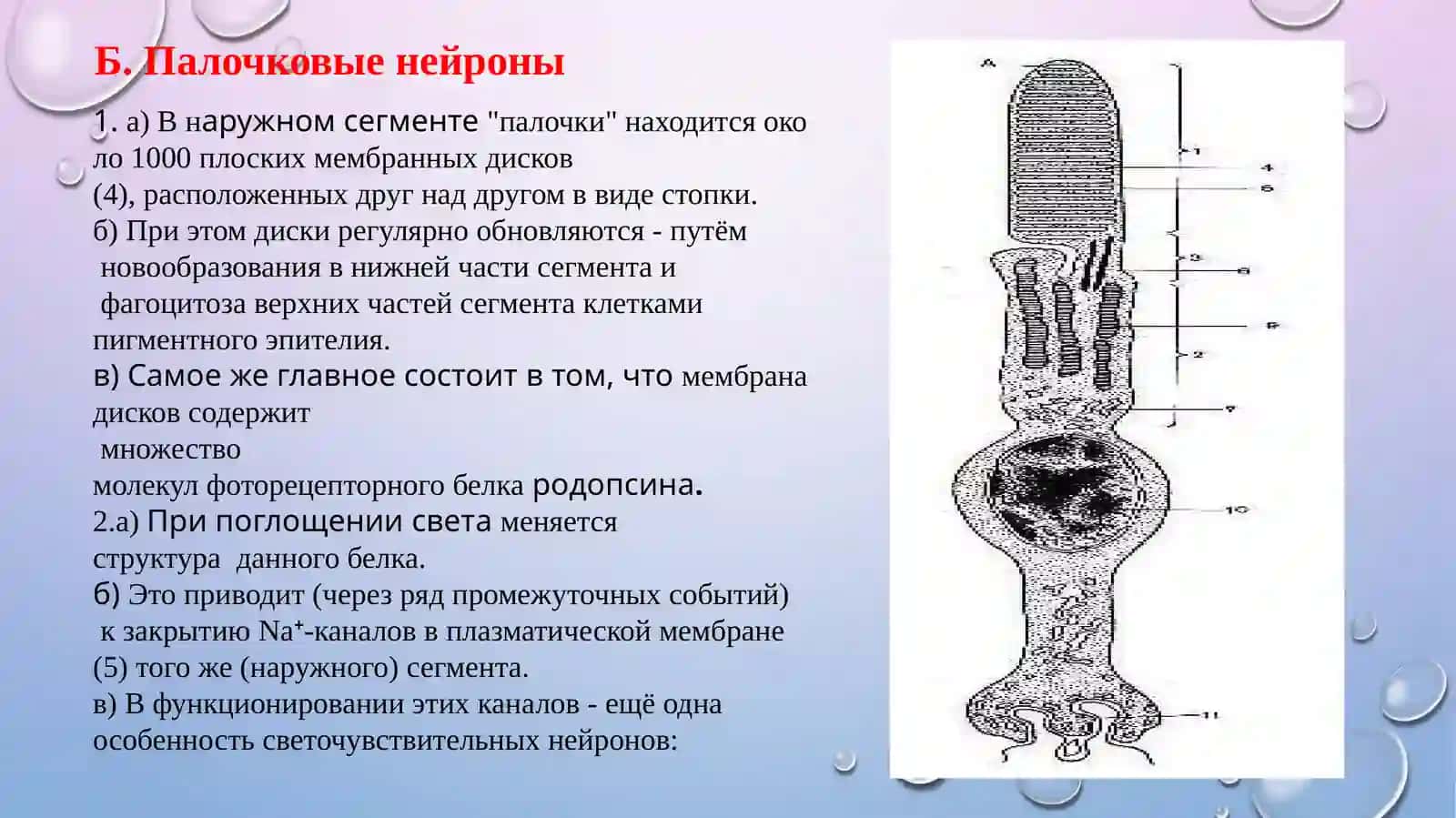 Ультраструктура фоторецепторных клеток 4