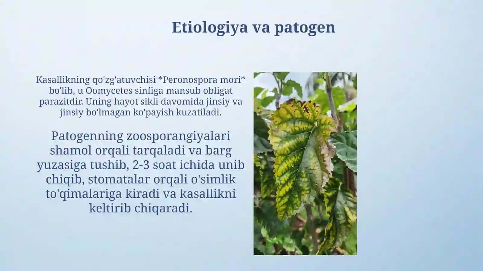 Soxta unshudrin kasalligi 4