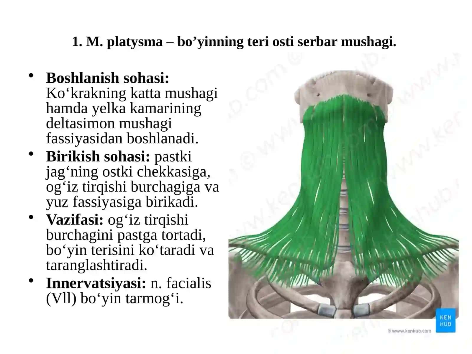 Bo‘yinmushaklari 4