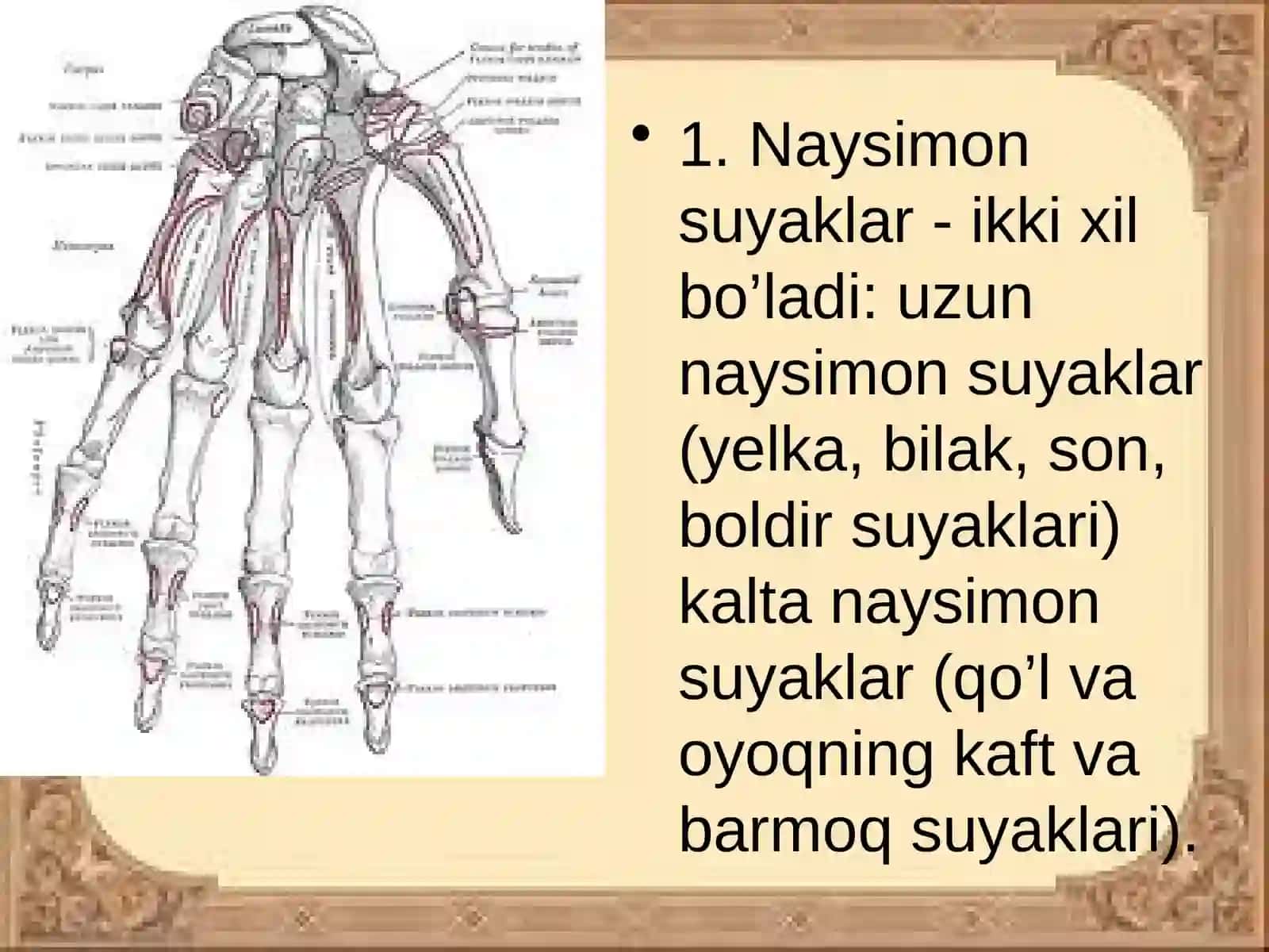 SUYAKLAR TUZILISHI 4