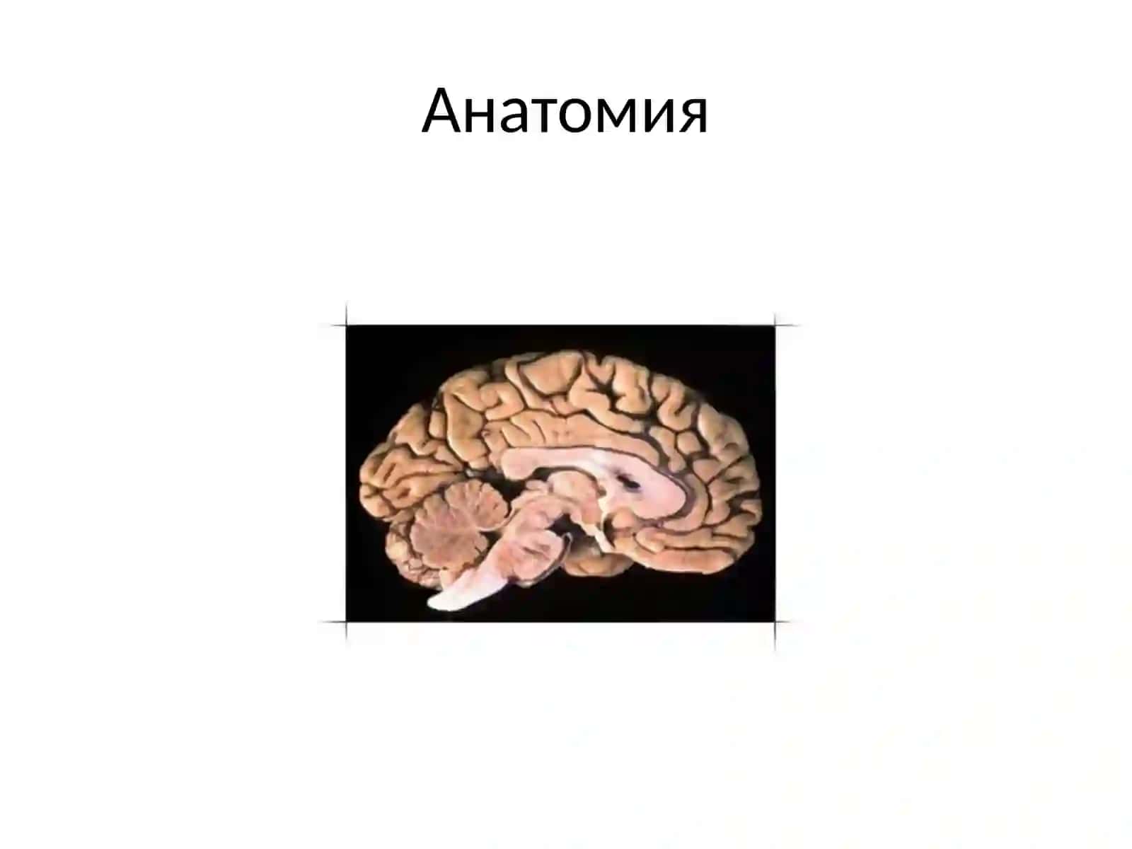 Boshmiya jarohatlari 4