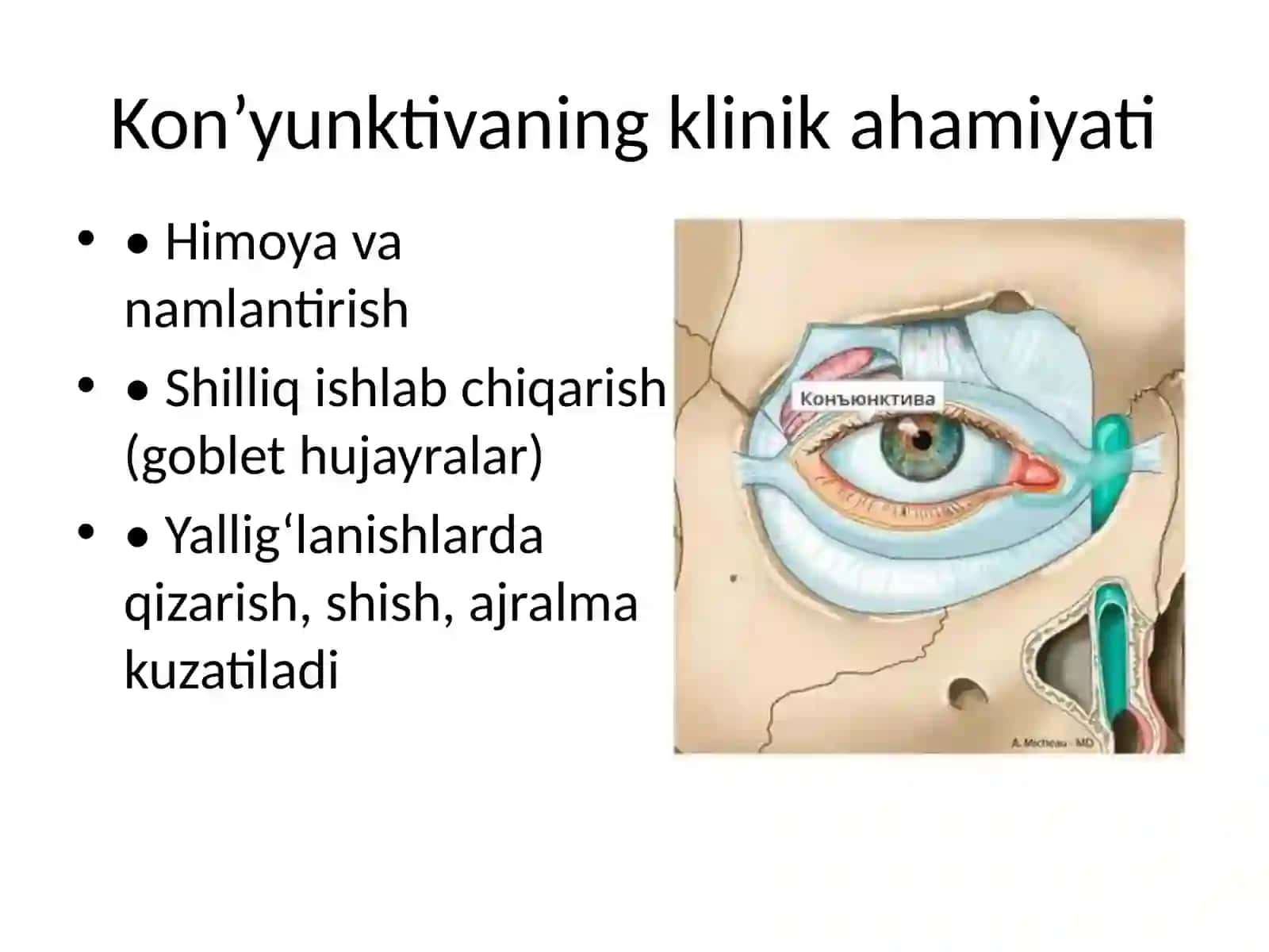 Kon’yunktiva va Shox parda Klinik anatomiyasi 4
