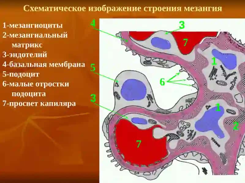 ХРОНИЧЕСКИЙ ГЛОМЕРУЛОНЕФРИТ 4