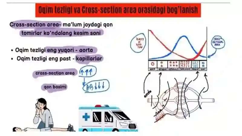 ARTERIAL QON BOSIMI 4
