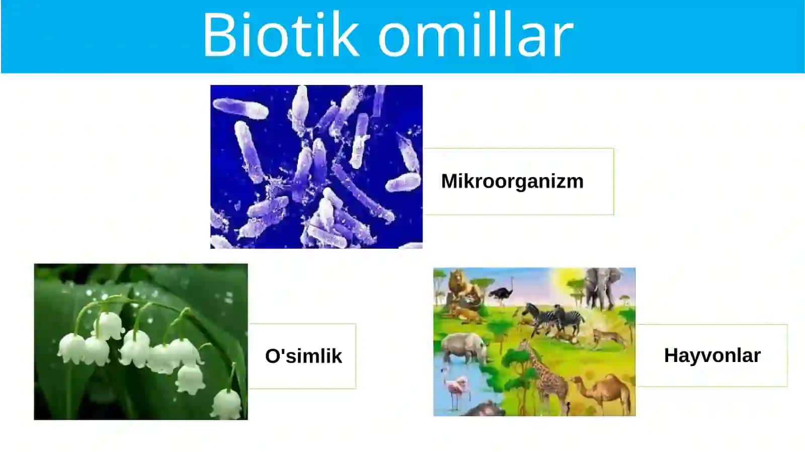 Ekologikomillar 4