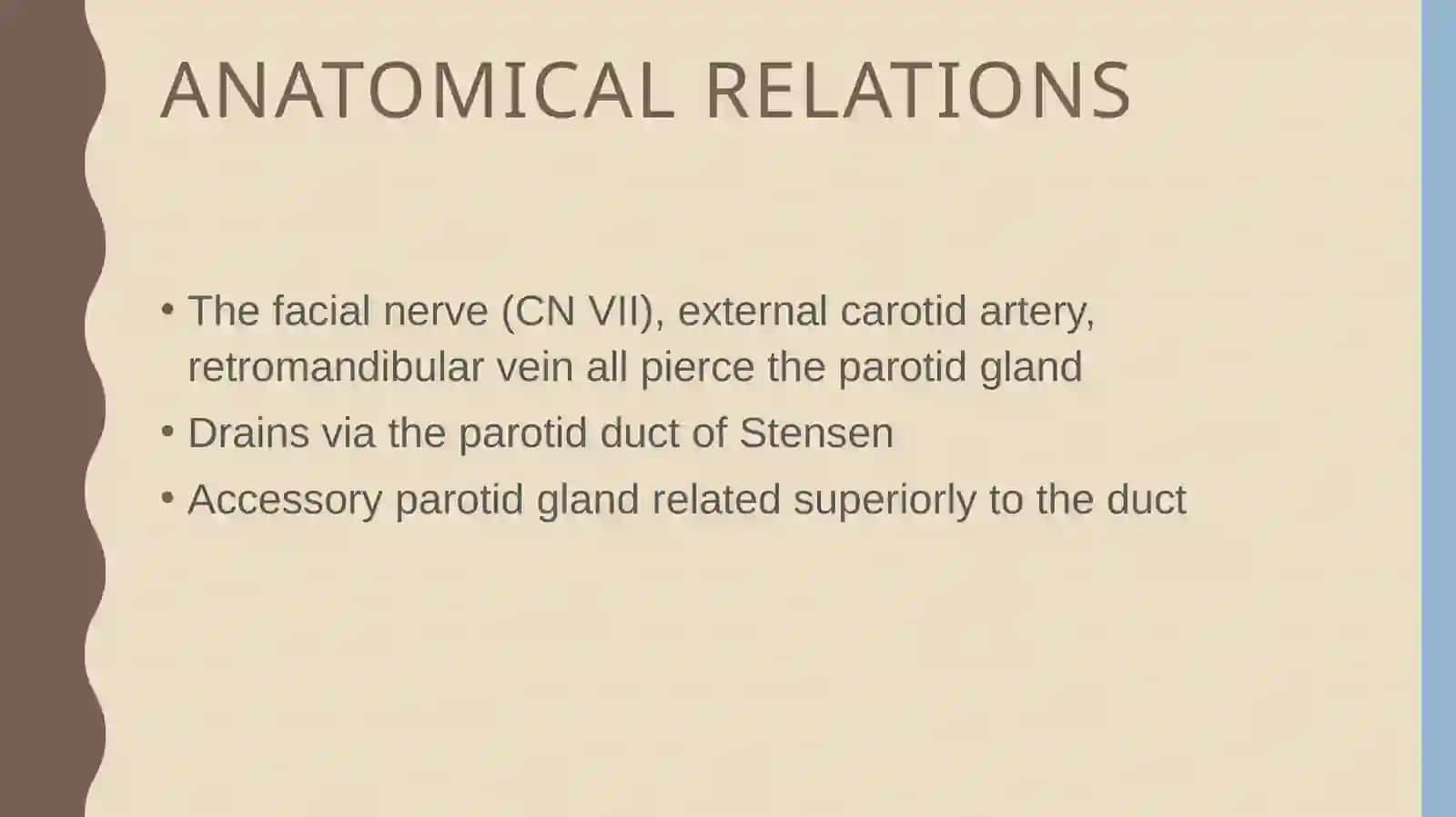 Parotid gland anatomy 4
