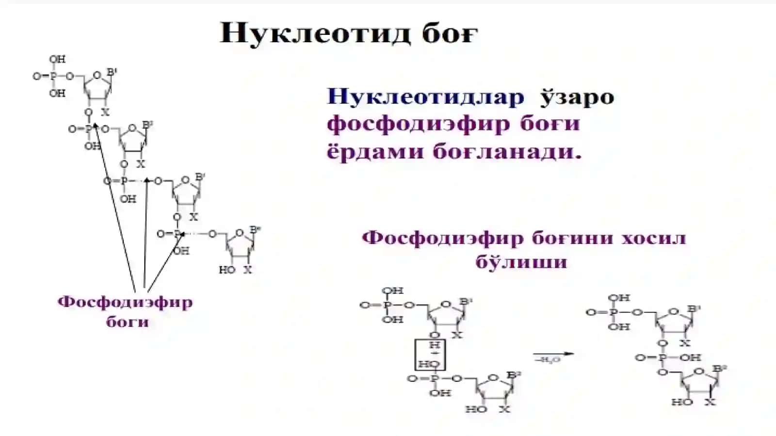 Нуклеин кислоталар биокимёси 4