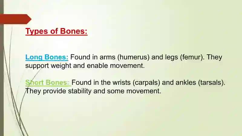 Anatomy and  physiology of bones 4