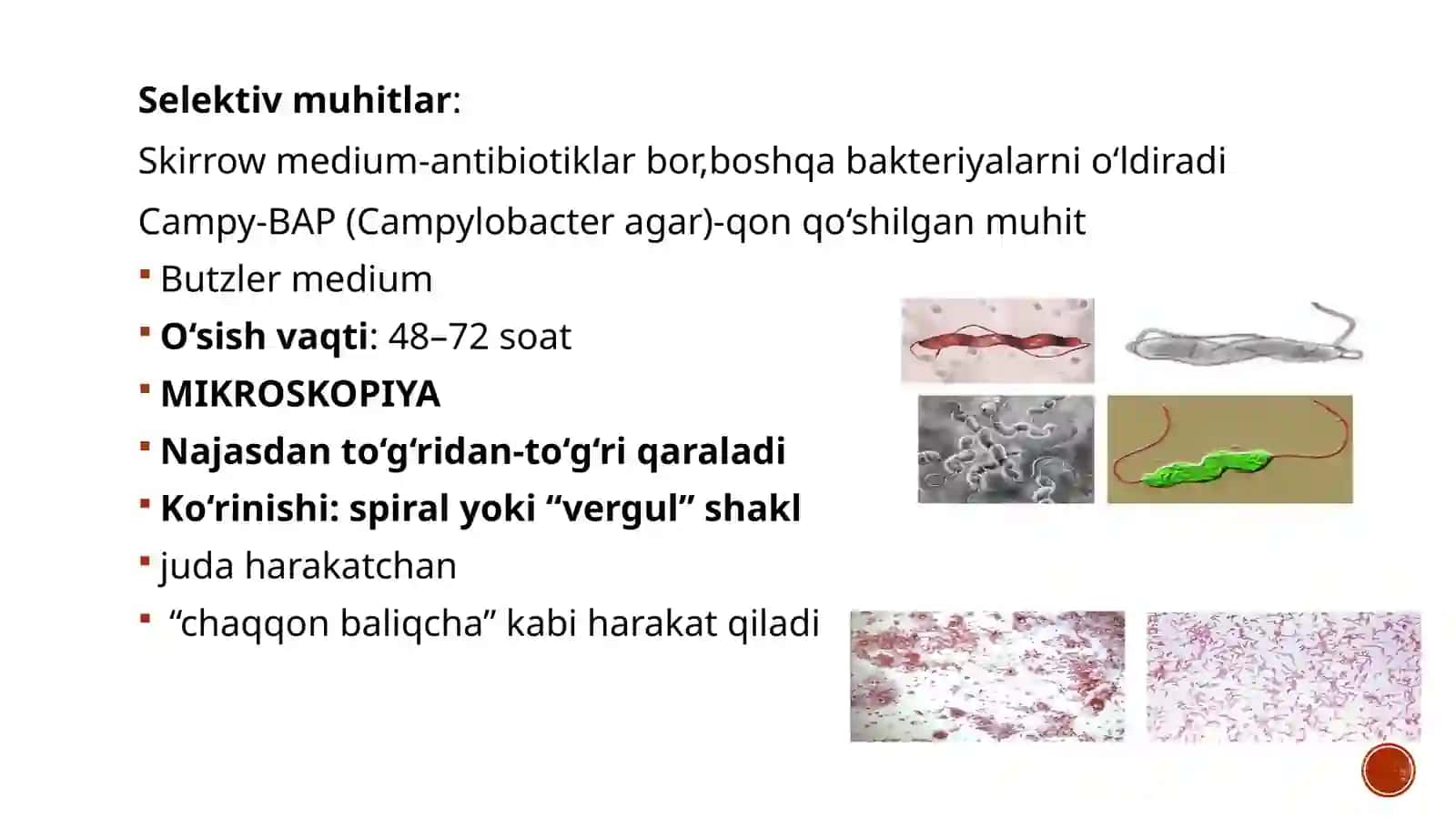 Kompilobakterioz 4