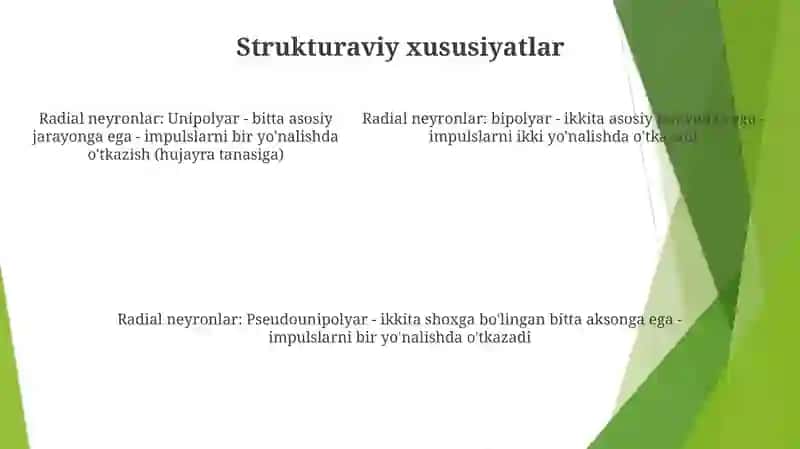 Radial Neyron To'Rlar 4