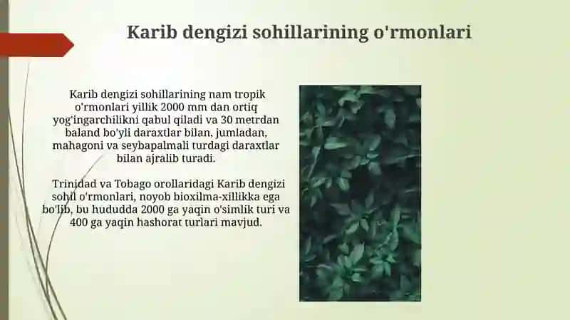 Yungalar o'rmonlari 4